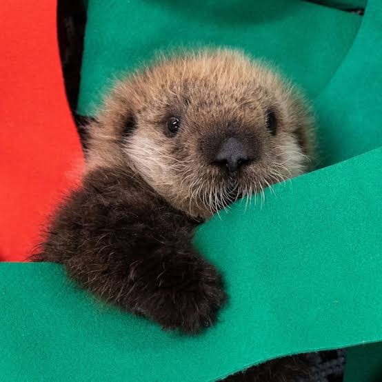 knuffel tijd