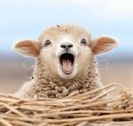 zingede schaap