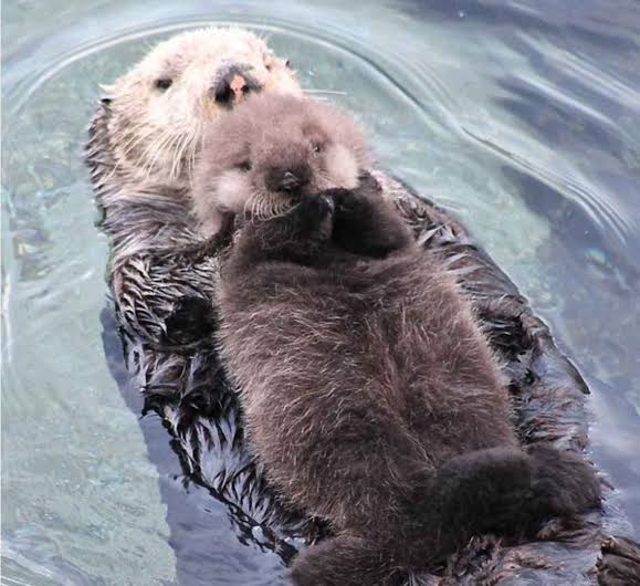 otter kan rugkrol