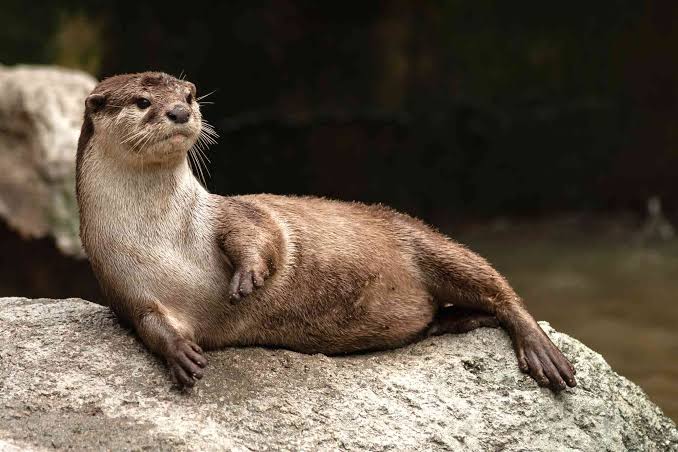 otter gaat lekker uitrusten