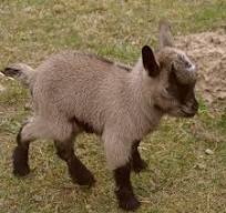 wandelende schaap