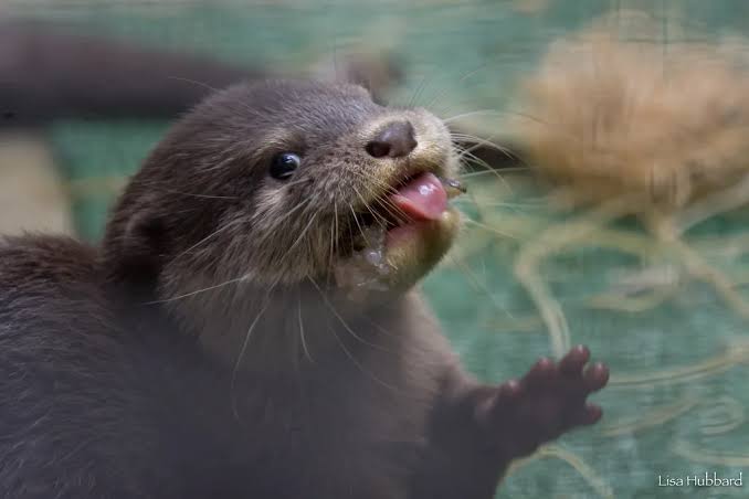 de blije otter